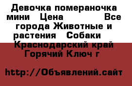 Девочка помераночка мини › Цена ­ 50 000 - Все города Животные и растения » Собаки   . Краснодарский край,Горячий Ключ г.